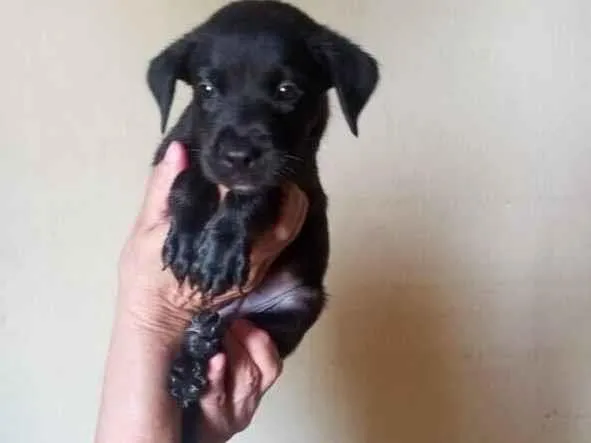Cachorro raça SRD-ViraLata idade Abaixo de 2 meses nome Sheldon