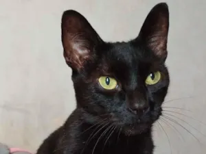 Gato raça SRD-ViraLata idade 6 ou mais anos nome Gaga