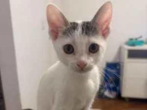 Gato raça SRD-ViraLata idade Abaixo de 2 meses nome Juquinha, Violeta e Margarida