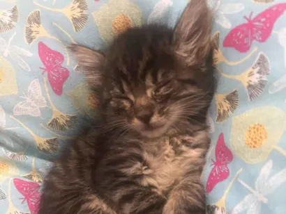 Gato raça SRD-ViraLata idade 2 a 6 meses nome Pity é thy- perdidos 