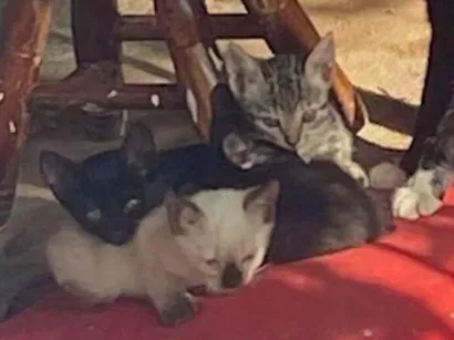 Gato raça Siamês idade Abaixo de 2 meses nome Rousielly 