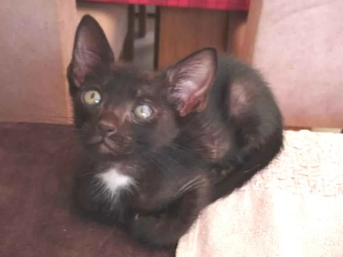 Gato raça SRD-ViraLata idade 2 a 6 meses nome Vampirinho