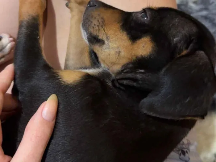 Cachorro raça SRD-ViraLata idade Abaixo de 2 meses nome Sem nome