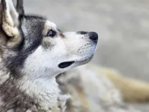 Cachorro raça Husky Siberiano idade 2 anos nome Apolo