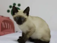 Gato raça SRD-ViraLata idade 2 a 6 meses nome Noah