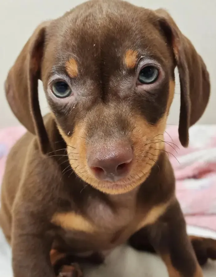 Cachorro raça SRD-ViraLata idade 2 a 6 meses nome Braddock 