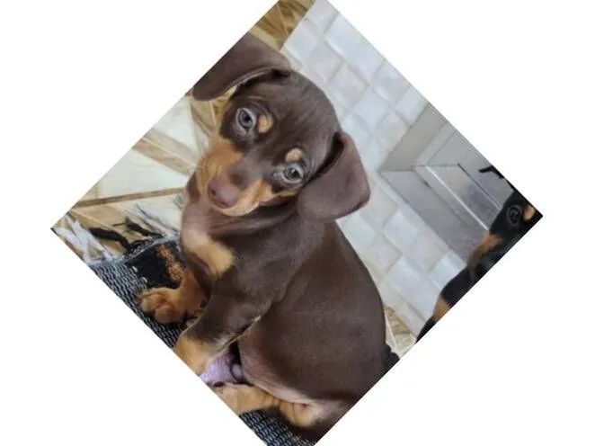 Cachorro raça SRD-ViraLata idade 2 a 6 meses nome Braddock 