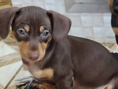 Cachorro raça SRD-ViraLata idade 2 a 6 meses nome Braddock 