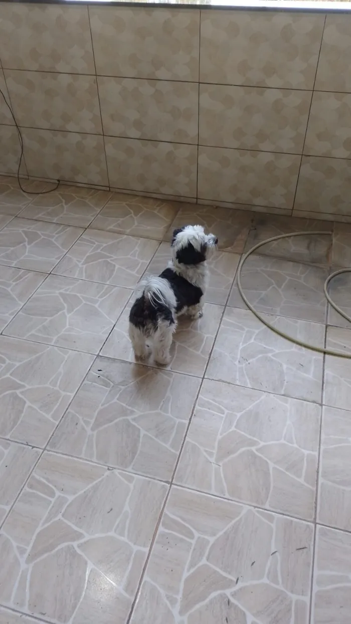 Cachorro raça Lhasa Apso idade 2 a 6 meses nome Penélope 