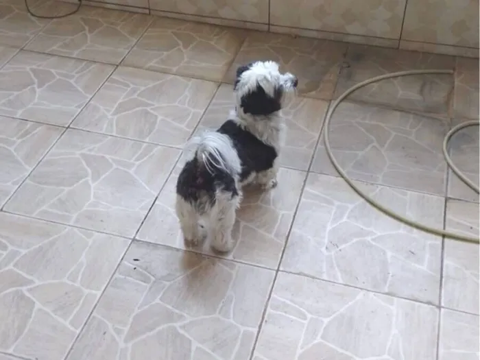 Cachorro raça Lhasa Apso idade 2 a 6 meses nome Penélope 