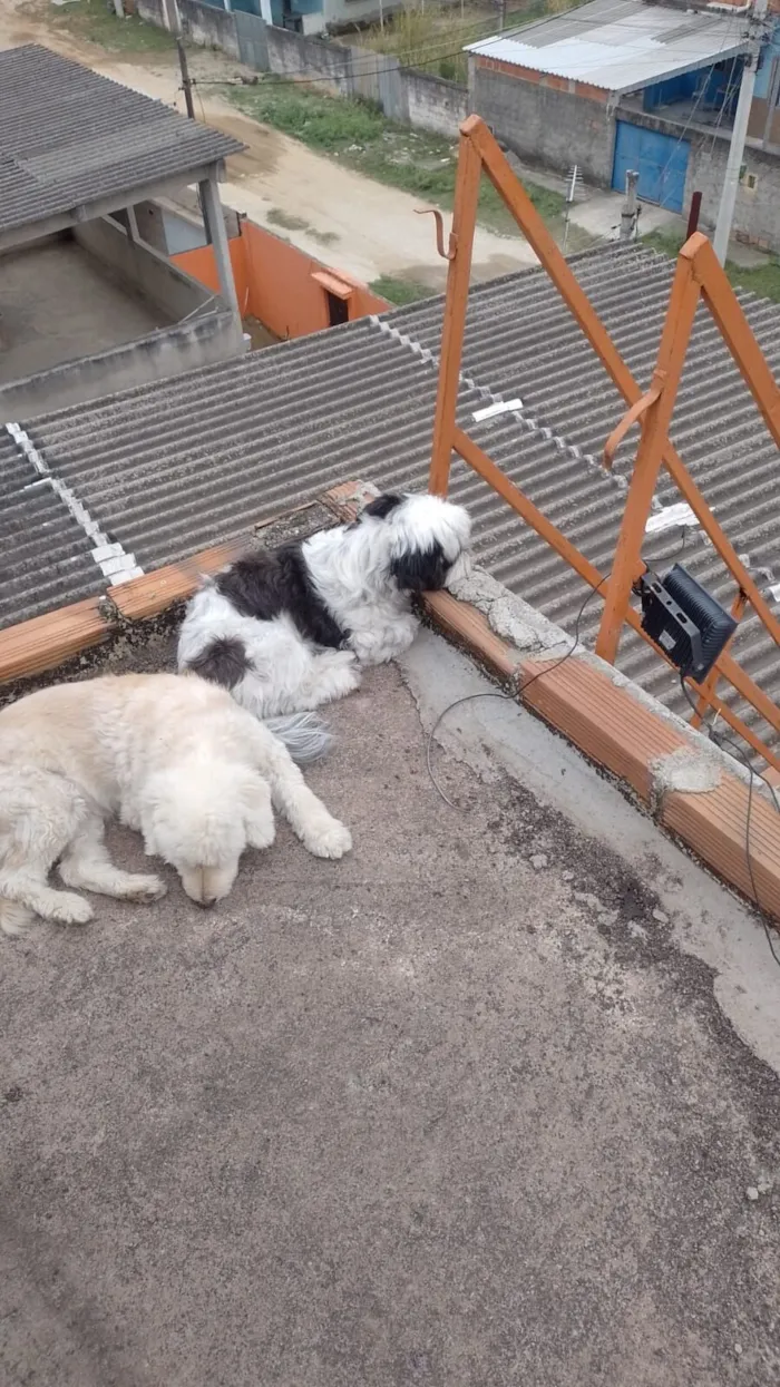 Cachorro raça Poodle idade 7 a 11 meses nome Mel