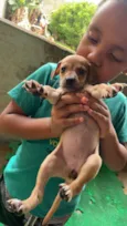 Cachorro raça SRD-ViraLata idade Abaixo de 2 meses nome Filhotes