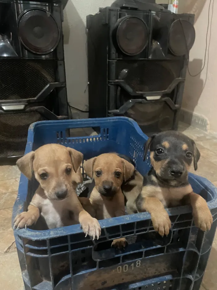 Cachorro raça SRD-ViraLata idade Abaixo de 2 meses nome Filhotes