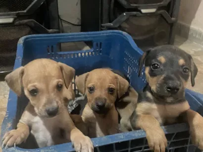 Cachorro raça SRD-ViraLata idade Abaixo de 2 meses nome Filhotes