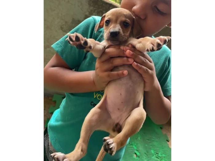 Cachorro raça SRD-ViraLata idade Abaixo de 2 meses nome Filhotes