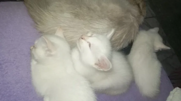 Gato raça SRD-ViraLata idade 2 a 6 meses nome Trigêmeas 