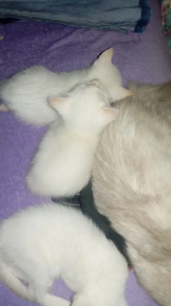 Gato raça SRD-ViraLata idade 2 a 6 meses nome Trigêmeas 