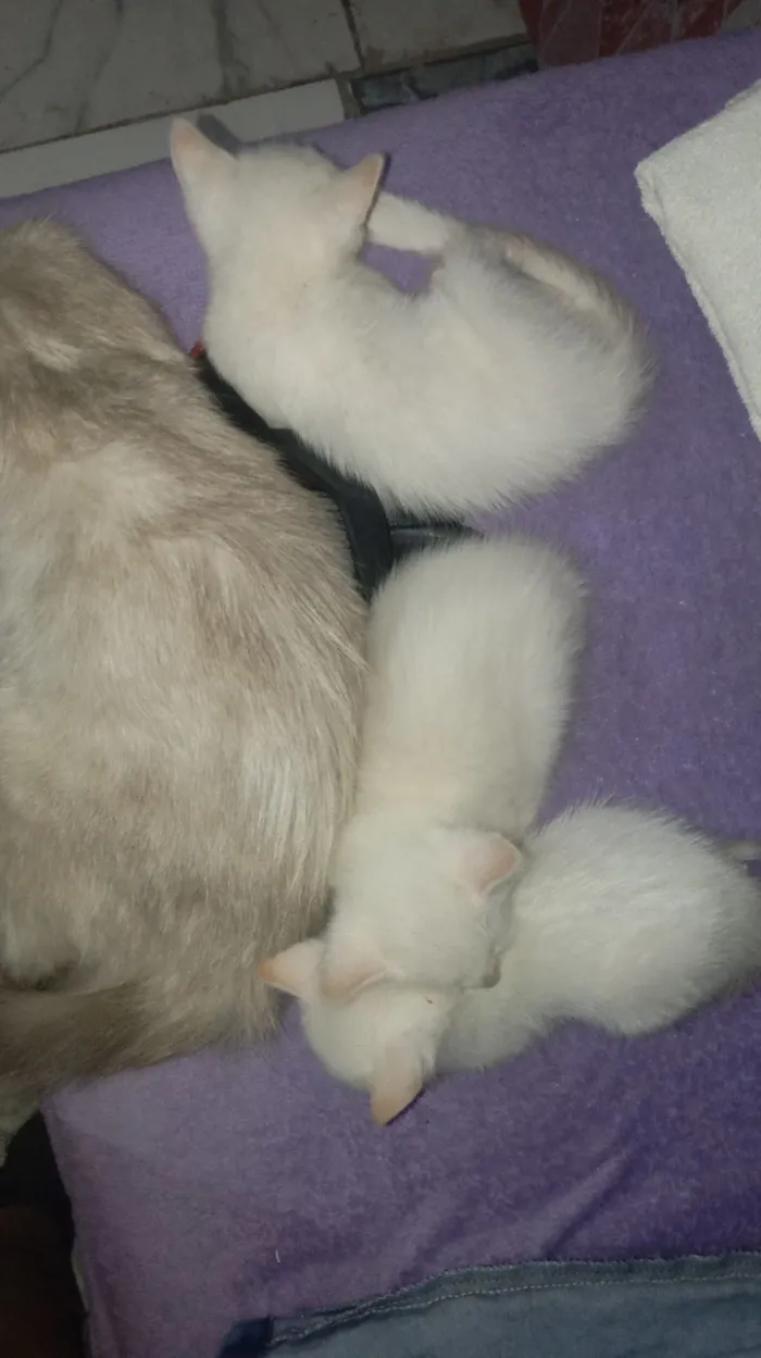 Gato raça SRD-ViraLata idade 2 a 6 meses nome Trigêmeas 