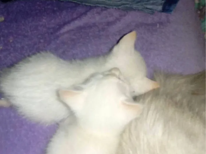 Gato raça SRD-ViraLata idade 2 a 6 meses nome Trigêmeas 