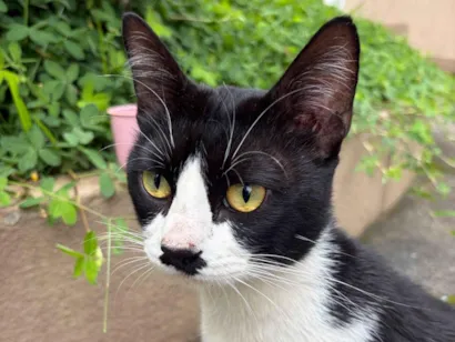 Gato raça SRD-ViraLata idade 2 anos nome frajola 