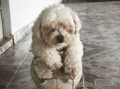 Cachorro raça Poodle idade 6 ou mais anos nome Maria