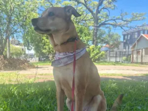 Cachorro raça SRD-ViraLata idade 5 anos nome Bela