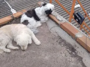 Cachorro raça Poodle idade 7 a 11 meses nome Mel