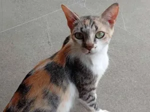 Gato raça SRD-ViraLata idade 2 a 6 meses nome Bela, Pérola,Nala 