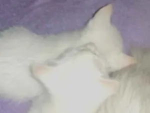 Gato raça SRD-ViraLata idade 2 a 6 meses nome Trigêmeas 