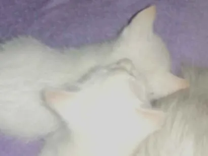 Gato raça SRD-ViraLata idade 2 a 6 meses nome Trigêmeas 