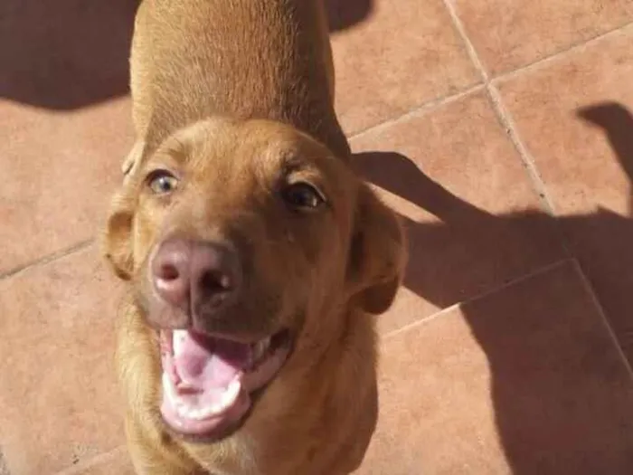 Cachorro raça SRD-ViraLata idade 7 a 11 meses nome Caramela 