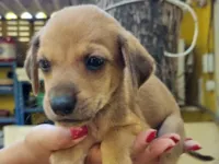 Cachorro raça SRD-ViraLata idade Abaixo de 2 meses nome AINDA SEM NOME