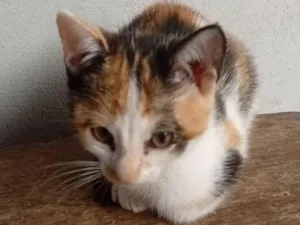 Gato raça SRD-ViraLata idade Abaixo de 2 meses nome Bela (mãe)  Nala,Perola( filhotes)