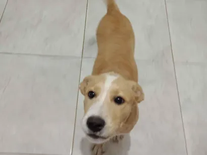 Cachorro raça SRD-ViraLata idade 7 a 11 meses nome Bob