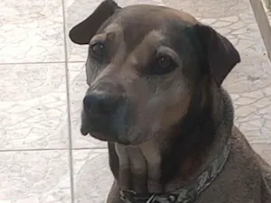 Cachorro raça SRD-ViraLata idade 4 anos nome Princesa 