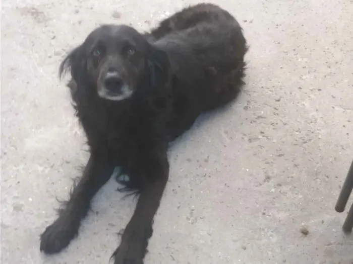 Cachorro raça SRD-ViraLata idade 3 anos nome Kiara