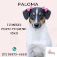 Cachorro raça SRD-ViraLata idade 7 a 11 meses nome Paloma 