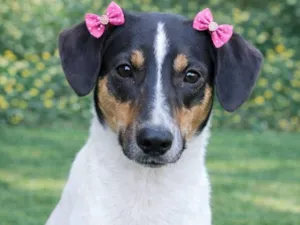 Cachorro raça SRD-ViraLata idade 7 a 11 meses nome Paloma 