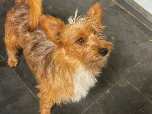 Cachorro raça SRD-ViraLata idade 1 ano nome Pituco