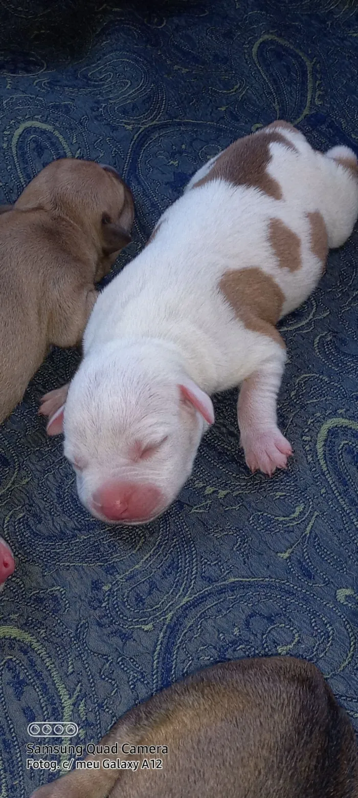 Cachorro raça Pit-Bull idade 1 ano nome Google 