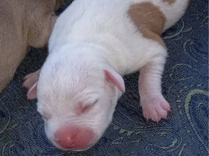 Cachorro raça Pit-Bull idade 1 ano nome Google 