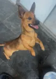 Cachorro raça SRD-ViraLata idade 1 ano nome Toquin