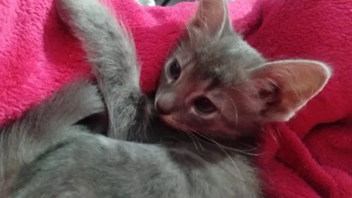 Gato raça SRD-ViraLata idade 2 a 6 meses nome Não tem nome ainda 
