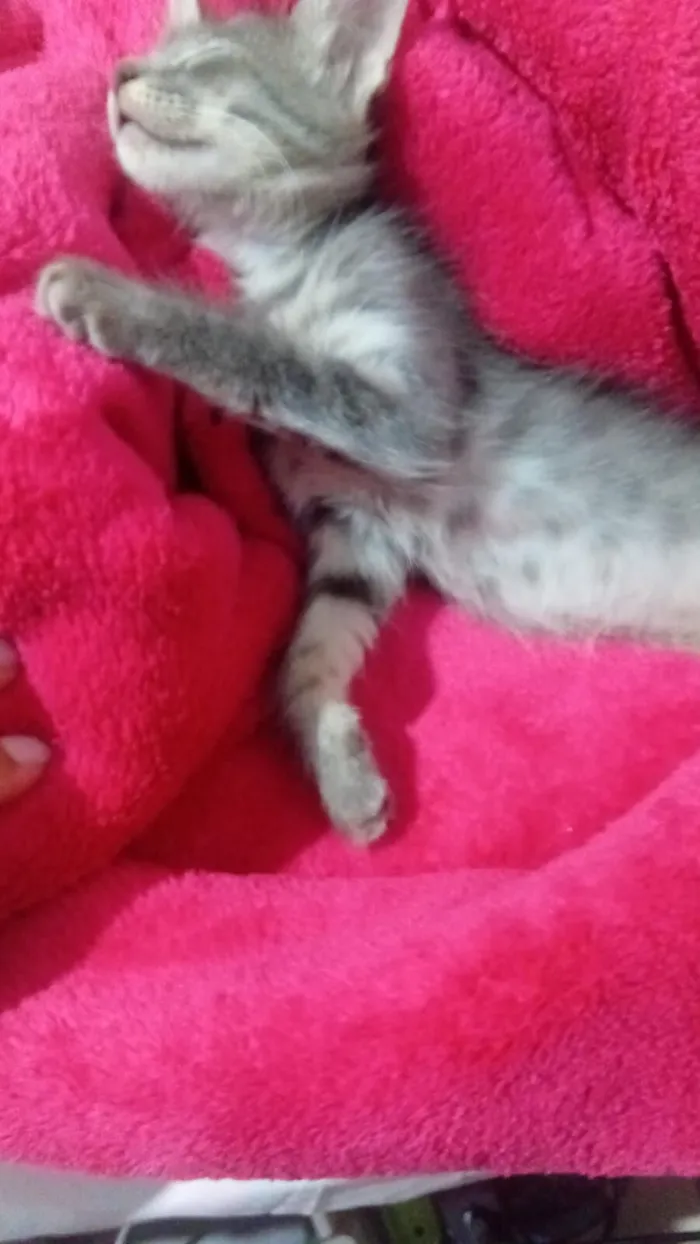 Gato raça SRD-ViraLata idade 2 a 6 meses nome Não tem nome ainda 