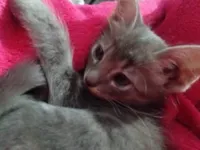Gato raça SRD-ViraLata idade 2 a 6 meses nome Não tem nome ainda 