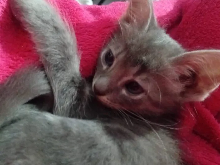 Gato raça SRD-ViraLata idade 2 a 6 meses nome Não tem nome ainda 