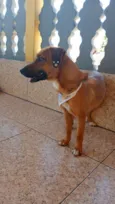 Cachorro raça SRD-ViraLata idade 1 ano nome July