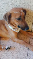 Cachorro raça SRD-ViraLata idade 1 ano nome July