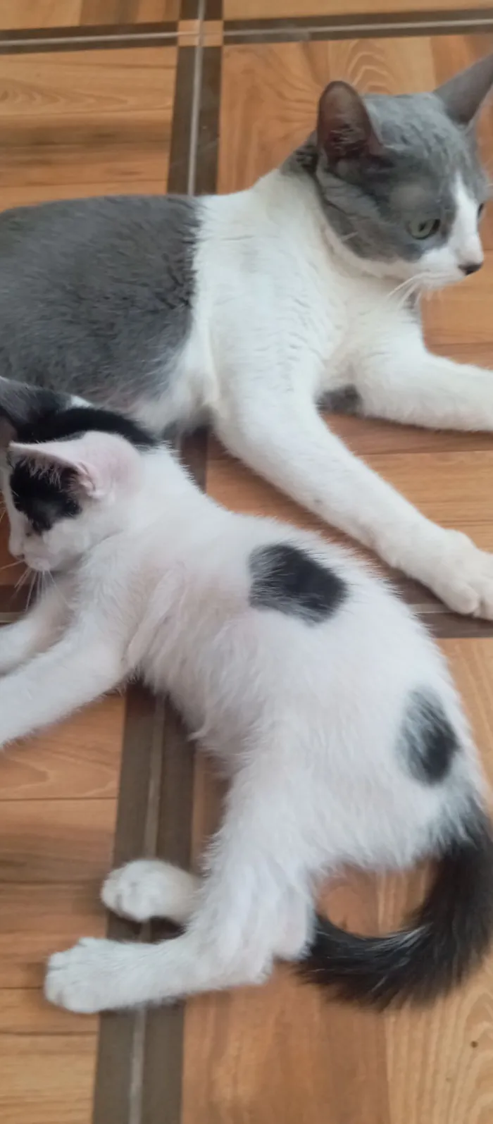 Gato raça Exótico idade 2 a 6 meses nome Michele e seus dois filhotes de 02 meses