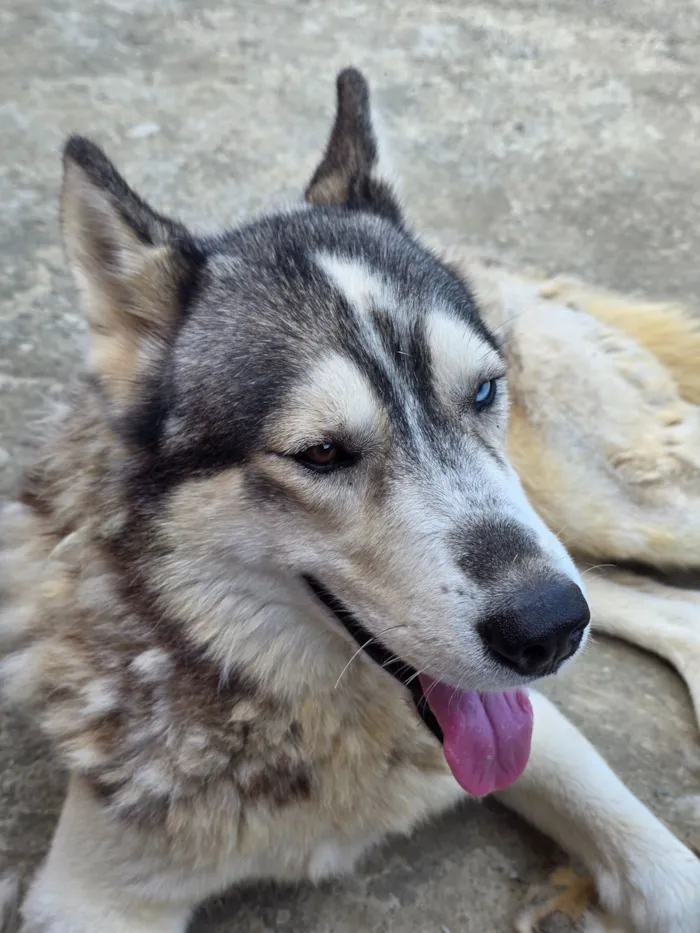 Cachorro raça Husky Siberiano idade 2 anos nome Apolo